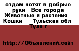отдам котят в добрые руки - Все города Животные и растения » Кошки   . Тульская обл.,Тула г.